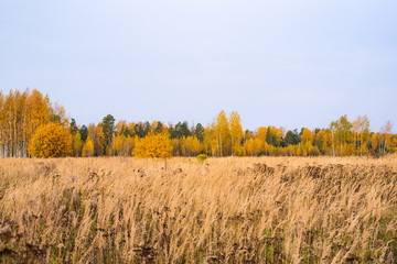 Prairie landscape with grasses, meadows, trees and a bright blue sky with white clouds.