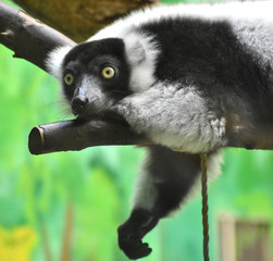 エリマキキツネザル