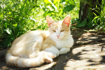 Lovely ginger white cat resting in a sunny garden.