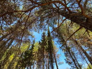 blue sky and pine trees