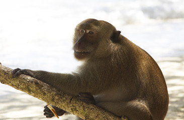 The monkey is sitting in the shade of a tree. Cute macaque face. Wild monkey. Tropical image. Wallpaper and background.