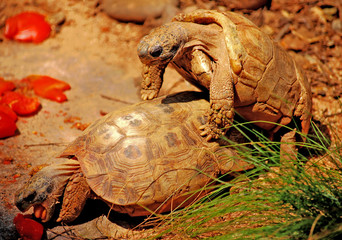 turtle coupling