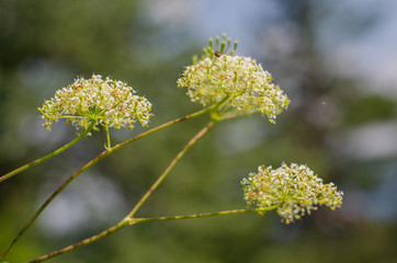 yellow flowers on blue sky background