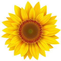 Sunflower isolated, yellow summer flower vector illustration.