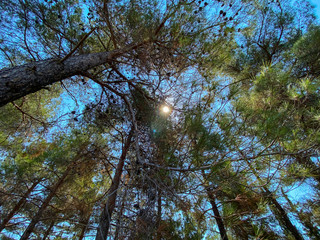 blue sky and pine trees