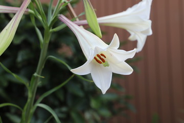 庭の花壇に咲くタカサゴユリの白い花