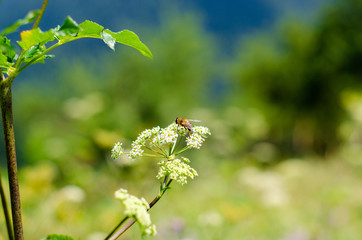 yellow flowers on blue sky background