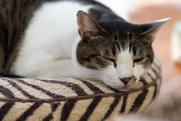 のんびり過ごす猫　　キジトラ猫