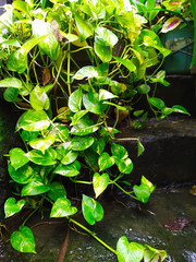 twigs of money plant sprouting out of a pot. Epipremnum aureum/pinnatum or Scindapsus aureus is the scientific name for money plant. Common names are Pothos, Devils Ivy and Silver Vine.