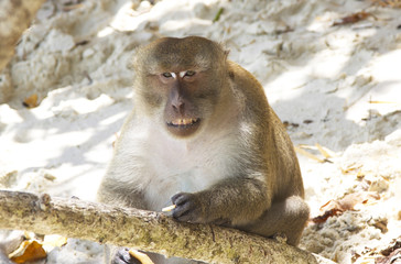 The monkey is sitting on a sand. Angry primate face. Wild animal. Macaca in the jungle. Wallpaper and background.