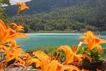 Feuerlilien vor dem Wörthersee in Kärnten © horst jürgen schunk
