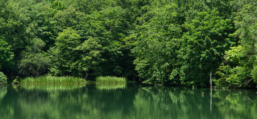 Fototapeta na wymiar 緑が美しい　　茶臼山高原　芹沼池