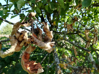 dried leaves on a branch of an apple tree in the garden. summer, gardening, damaged, farm, drought, heat