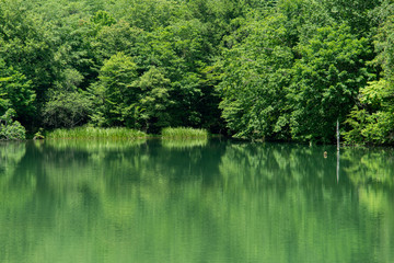 緑が美しい　　茶臼山高原　芹沼池