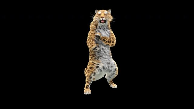 Leopard Dancing CG fur, 3d rendering, animal realistic CGI VFX. composition 3d mapping, cartoon, Included in the end of the clip with Alpha matte.