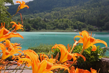 Feuerlilien am Wörthersee in Kärnten © horst jürgen schunk