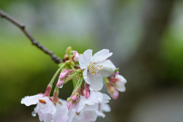 雨の日のソメイヨシノ