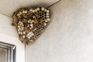 A large hornet's nest. You can see empty and filled cells and wasp insects. The nest is hangs in the window opening of the house.