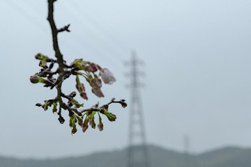 雨の日のソメイヨシノ