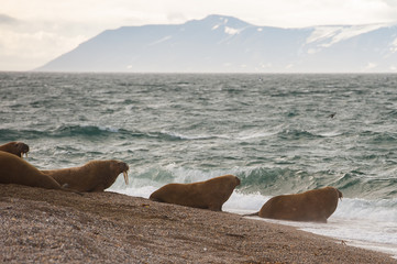 Mehrere Walrosse auf dem Weg ins Meer - Spitzbergen