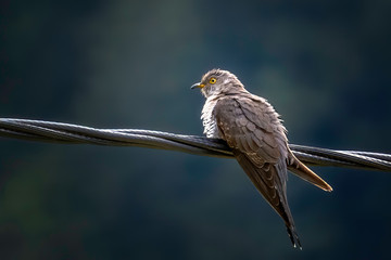 der Kuckuck