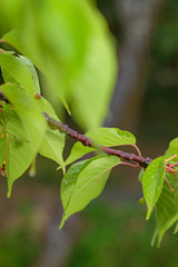 水滴の付いた河津桜の葉