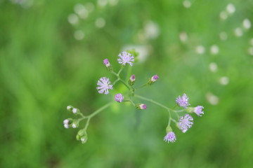 Light purple flower of Little ironweed blooming on branch and blur green background, Thailand. Another name is Ash-coloured fleabane, Ash-coloured ironweed, Purple fleabane, Purple-flowered fleabane.
