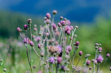 purple flowers in the field