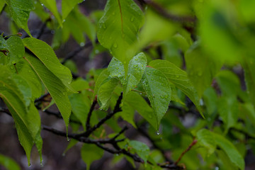 Fototapeta na wymiar 水滴の付いた河津桜の葉