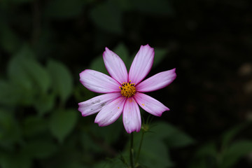 Fototapeta premium Flowers - Cosmos flowers blooming in the garden