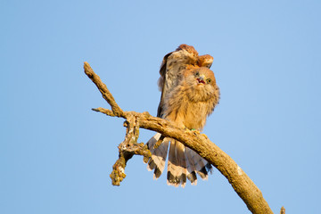 Cernícalo primilla (Falco naumanni), estirando el ala sobre la rama con fondo azul.