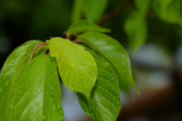 水滴の付いた河津桜の葉