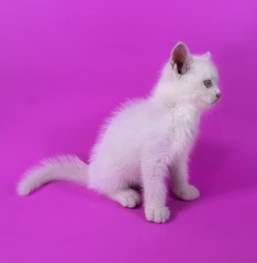 White cute small kitten on pink background