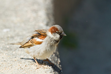 Gorrión común (Passer domesticus,)  sobre el cemento en barcelona (España).
