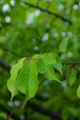 Obraz premium 水滴の付いた河津桜の葉