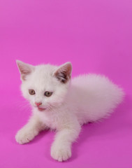 White cute small kitten on pink background