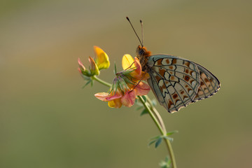 species of butterflies of the Shashechnitsa (Melitaea) genus of the Nymphalidae family in the early morning on a field flower