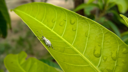 Close up photograph of tiny insect on the green leaf