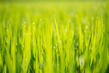 Paddy field with beautiful water drops shining against the sun