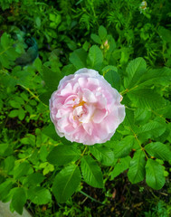 Pink delicate rose with green leaves in the garden