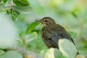 Mirlo común (Turdus merula), ave joven escondido entre la maleza.