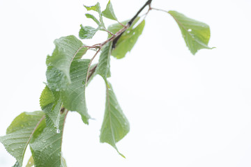水滴の付いた河津桜の葉