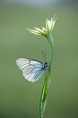 The butterfly Aporia crataegi covered with dew sits on a summer morning on a  flower