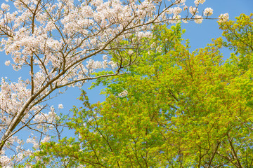 新緑と桜