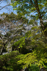 Fototapeta premium 青紅葉