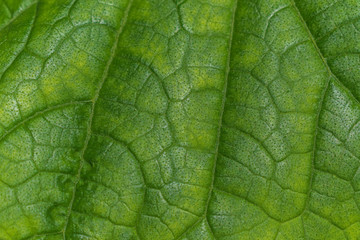 Green leaf for the backdrop. Close-up. Pattern on the leaf.
