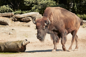 Close up of American bison