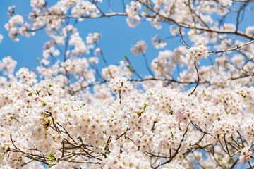 青空とソメイヨシノ