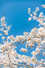 日本の春を告げるソメイヨシノ