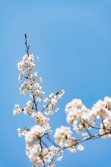 日本の春を告げるソメイヨシノ